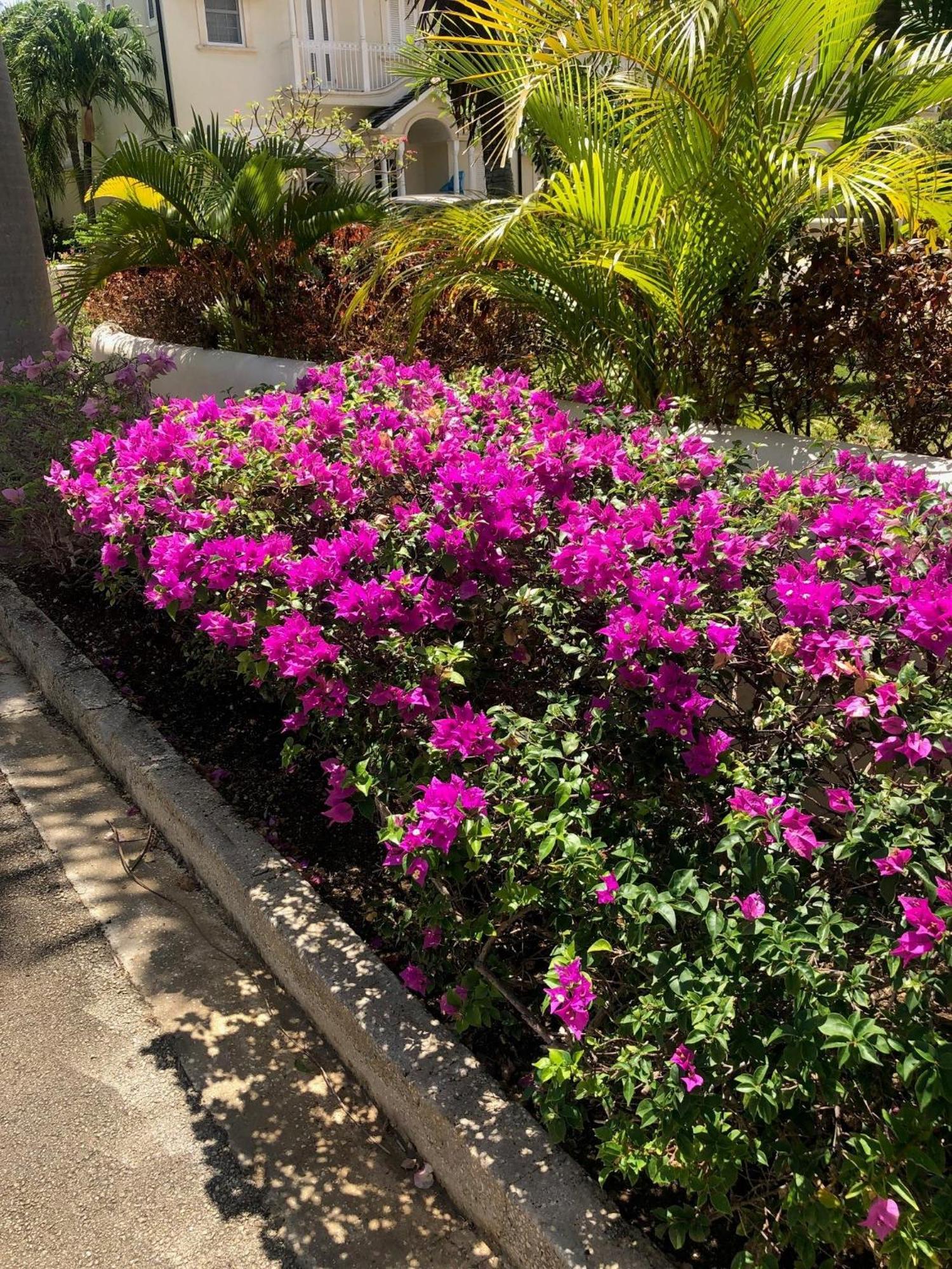 Vila Blue Horizon Battaleys Mews Mullins Barbados Saint Peter Exteriér fotografie